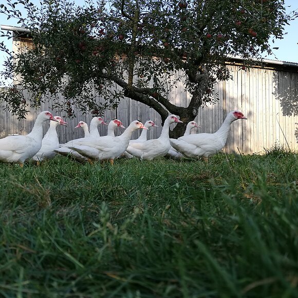 Im Vordergrund eine grüne Wiese. Ein kleines Stück weiter hinten ist vor einem Apfelbaum mit roten Äpfeln eine Gruppe von 11 weißen Gänsen mit rotem Augen-Schnabel-Bereich. Im Hintergrund ist ein Holzschuppen mit zu sehen mit blauem Himmel.