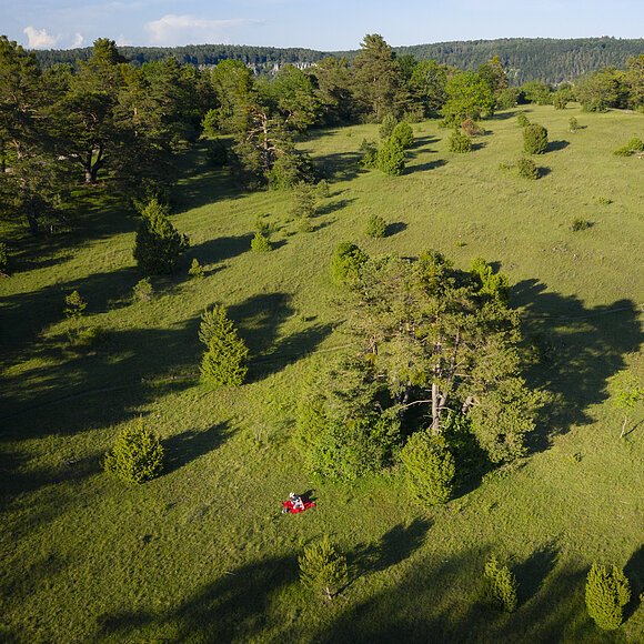 Wanderer auf der Gungoldinger Wacholderheide unterwegs auf dem Altmühltal-Panoramaweg. Die Wanderer sind nur ganz schwach inmitten der grünen Landschaft auszumachen.
