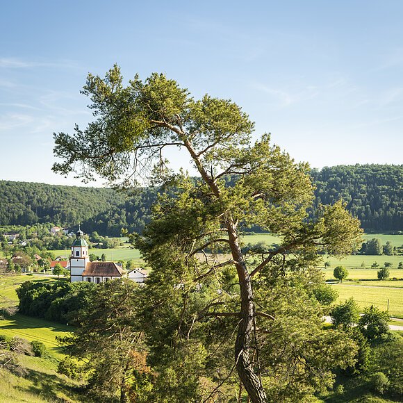 Gungoldinger Wacholderheide