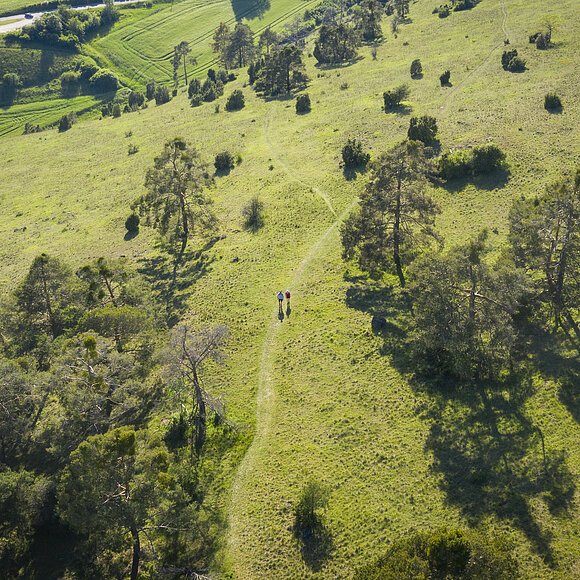 Wanderer auf der Gungoldinger Wacholderheide von oben. Die Wacholderheide mit ihren typischen Büschen leuchtet in hellem grün.