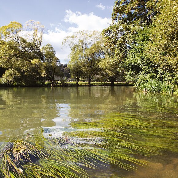 Wasserpflanzen, die sich nach rechts mit der Fließrichtung der Altmühl nach vorne neigen. Im Hintergrund das Ufer mit seinen grünblättrigen Bäumen und ein kleiner Streifen blauen Himmels.