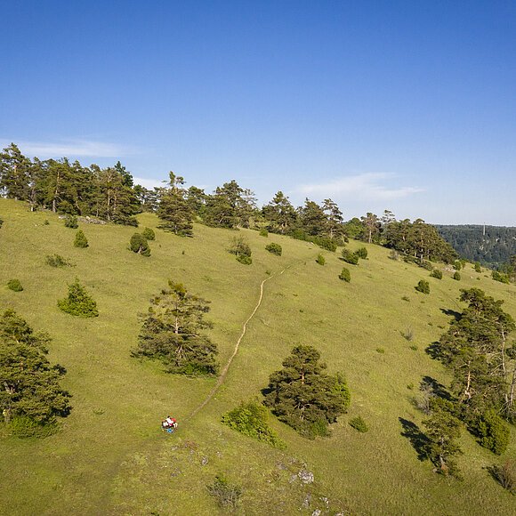 Gungoldinger Wacholderheide Die Gungoldinger Wacholderheide entstand im Mittelalter durch Rodung des Waldes und Viehbeweidung. Auf der Fläche konnten sich dann die Pflanzenarten des Trockenrasens ausbreiten, die ihr das typische Aussehen gegeben haben.