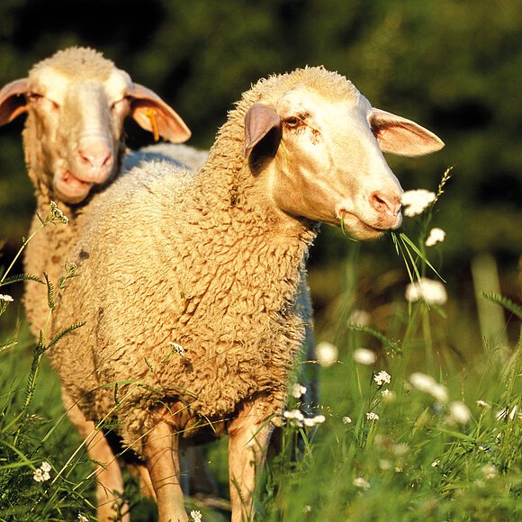 Zwei Schafe stehen auf einer Wiese, eines frisst Gras, im Hintergrund Bäume.