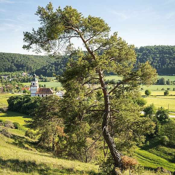 Gungoldinger Wacholderheide