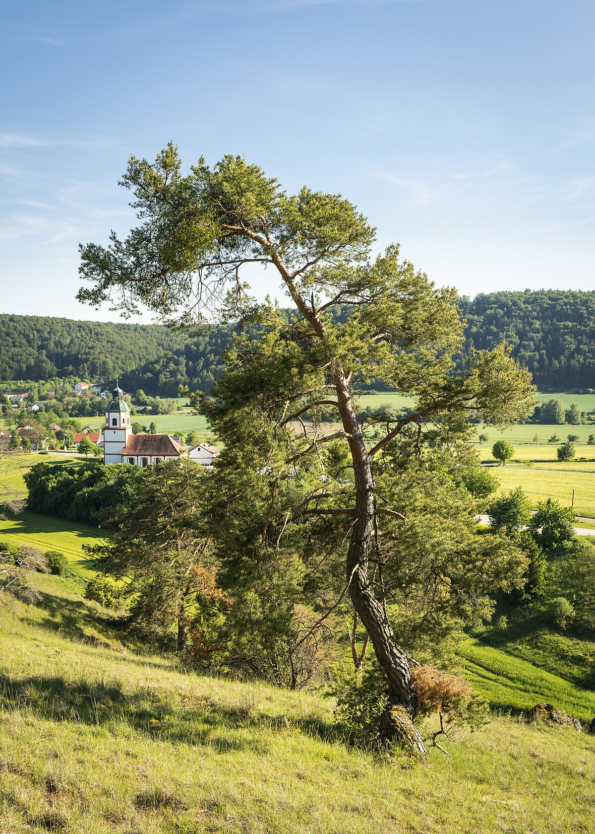 Altmühltal-Panoramaweg (Gungolding) Gungoldinger Wacholderheide