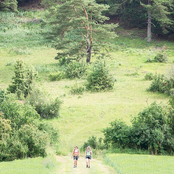 Zwei Wanderer gehen auf einem Weg durch eine grüne Wiesenlandschaft mit Wacholdersträuchern.